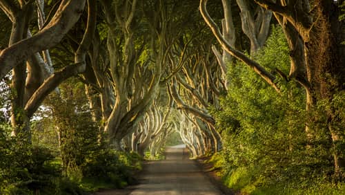 Irish countryside surrounds the Dark Hedges, and it's another of the magical places to visit in Ireland.